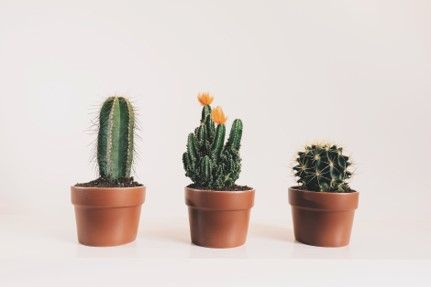 Three potted cacti in a row